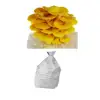 Oyster Mushroom Spawn